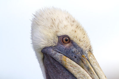 Brown Pelican Youth