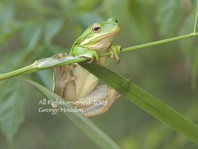 Green Tree Frog 2.jpg