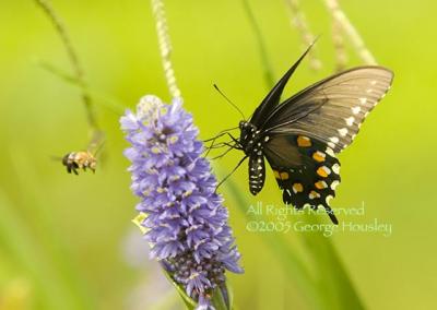 Swallowtail Pipevine, with Bee 2.jpg