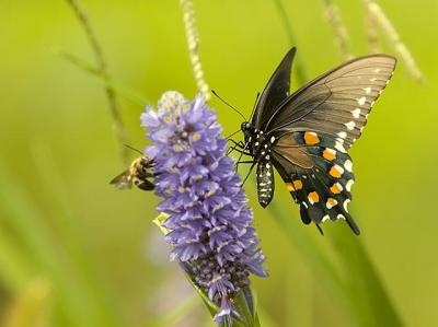 Swallowtail,Pipevine, with Bee.jpg