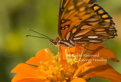 Gulf Fritillary1.jpg