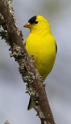 Goldfinch Perching.jpg