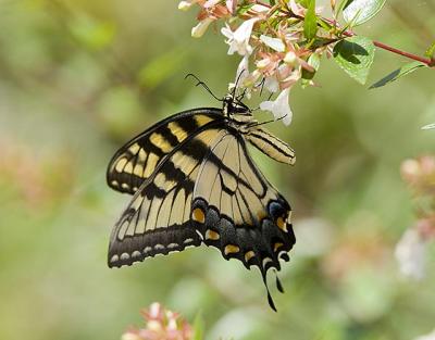 Swallowtail Eastern Tiger II.jpg