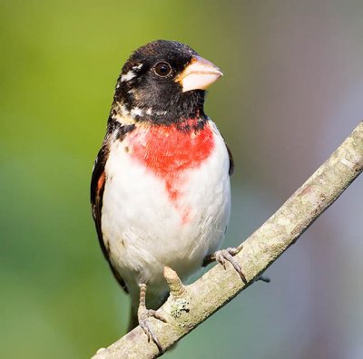 Rose Breasted Grosbeak.jpg