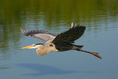Great Blue Heron Flying III.jpg