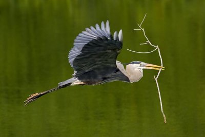 Great Blue Heron Stick VII.jpg