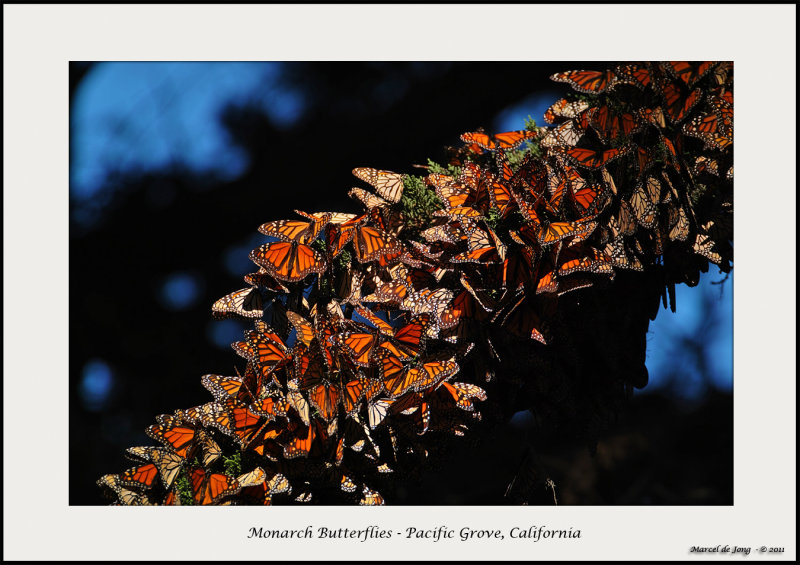 Butterfly Grove