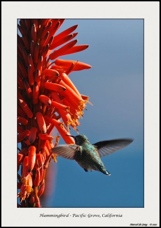 Hummingbird