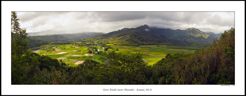 tarofields_Panorama2.jpg