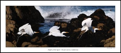 Egrets - Pacific Grove