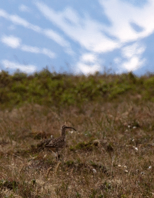 Bristle-thighed Curlew