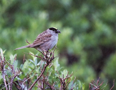 Golden-crowned Sparrow