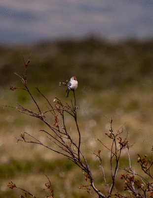 Hoary Redpoll