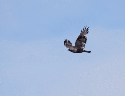 Rough-legged Hawk