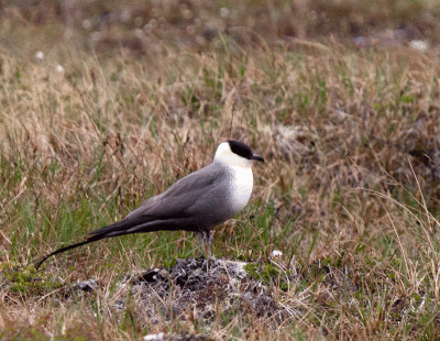 Long-tailed Jaeger