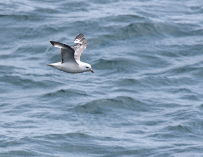 Northern Fulmar