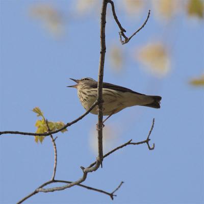 Louisiana Waterthrush, Pawtuckaway SP, May