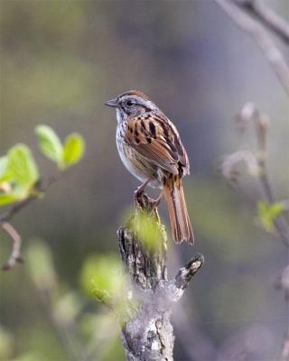 Swamp Sparrow, Lake Umbagog NWR, May