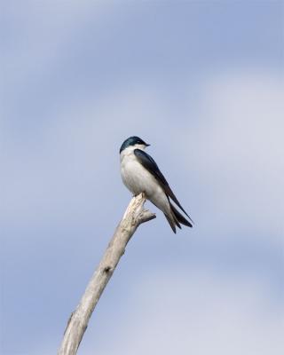 Tree Swallow, Lake Umbagog NWR, May