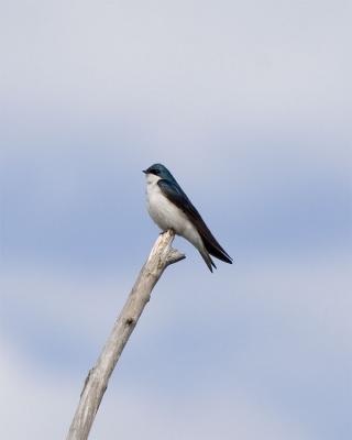 Tree Swallow, Lake Umbagog NWR, May