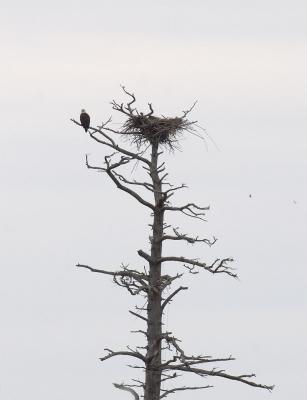 Bald Eagle
