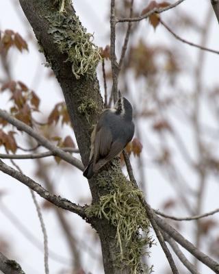 Red-breasted Nuthatch, Lake Umbagog NWR, May