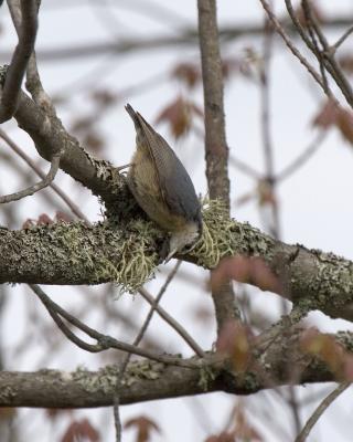 Red-breasted Nuthatch, Lake Umbagog NWR, May