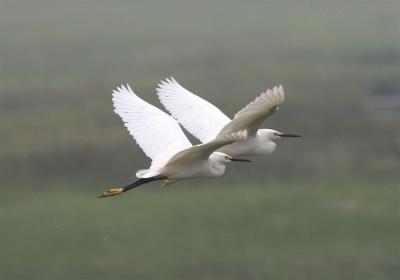Snowy Egrets, Rye, NH, June