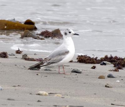 Ragged Neck SP, Rye, NH, June