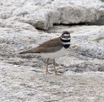 Killdeer
