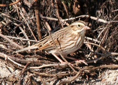 Ipswich Savannal Sparrow, Hampton Beach SP, November