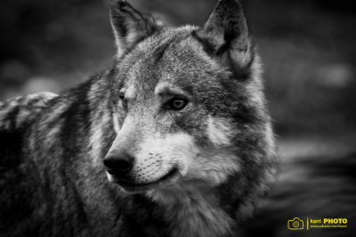 LOBO PARK (Antequera, Mlaga)