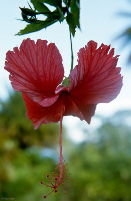 Lindbergh's Grave, Kipahulu (past Hana), Maui