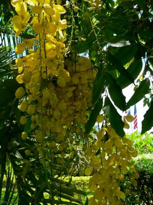 L517 Foliage in the garden