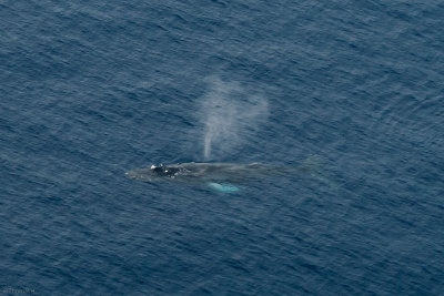 C1132 Spotting Whales