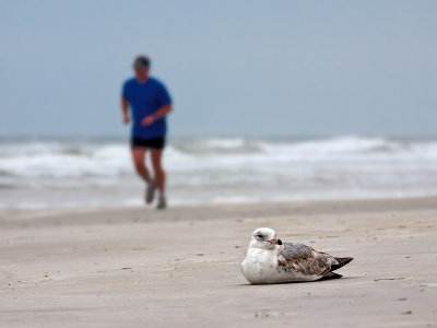 Gull with Runner
