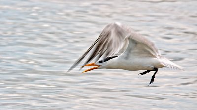 Tern Over Water