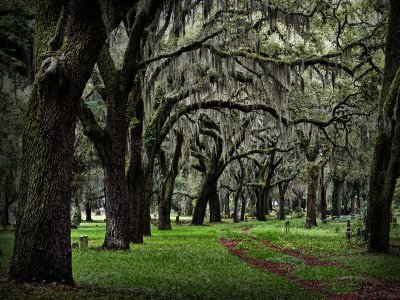 Evergreen Cemetery V