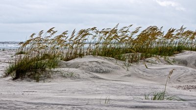 Dunes on Little Talbot Island II