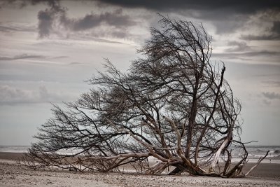 Little Talbot Island #7