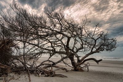 Little Talbot Island #11