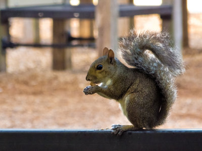 Squirrel Stalking #1