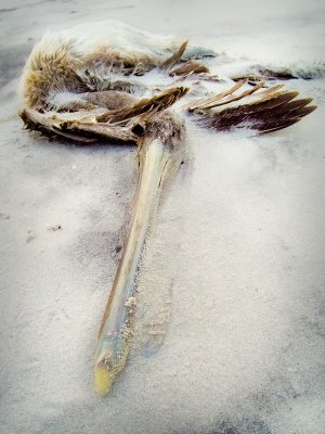 Asleep in the Sand