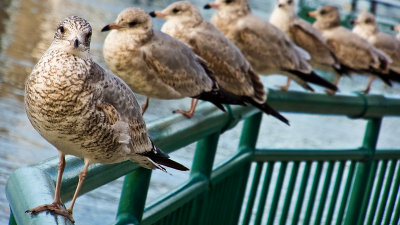 The Monthly Gull Shot