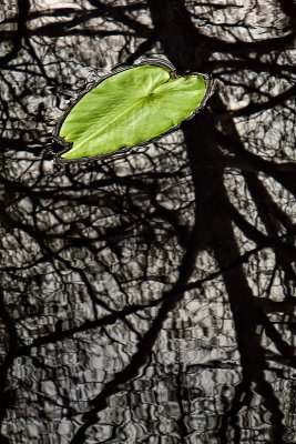 Lilly Pad in Winter