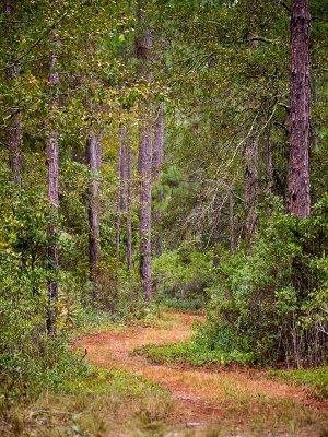 Winding Trail