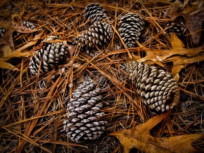 Pine Cones.jpg