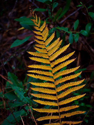 Yellow Fern.jpg