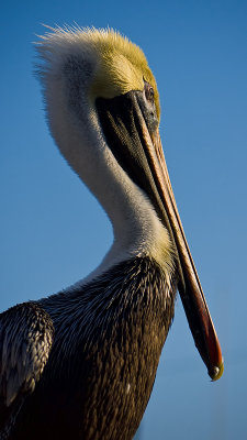 Profile with Feathers