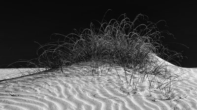 Dune and Grass BW